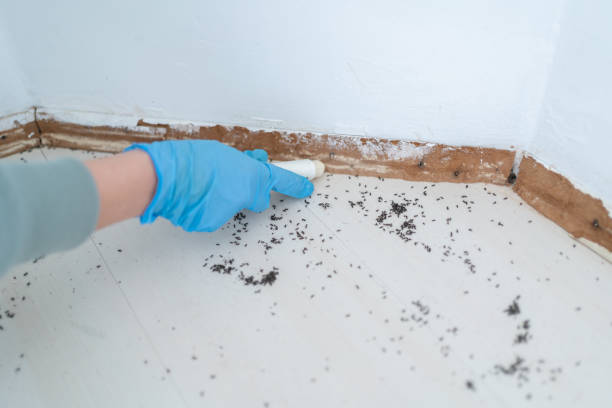 Best Termite Control Services  in Adelphi, MD