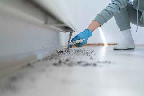 Best Local Pest Control Services  in Adelphi, MD